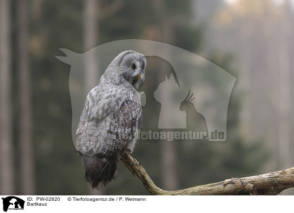 Bartkauz / great grey owl / PW-02820