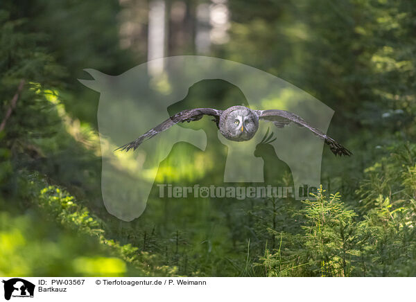 Bartkauz / great grey owl / PW-03567