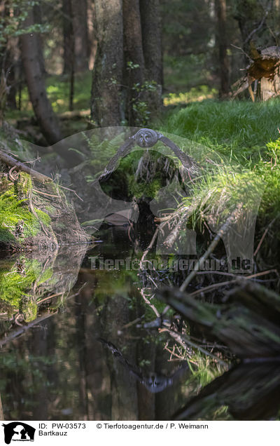 Bartkauz / great grey owl / PW-03573