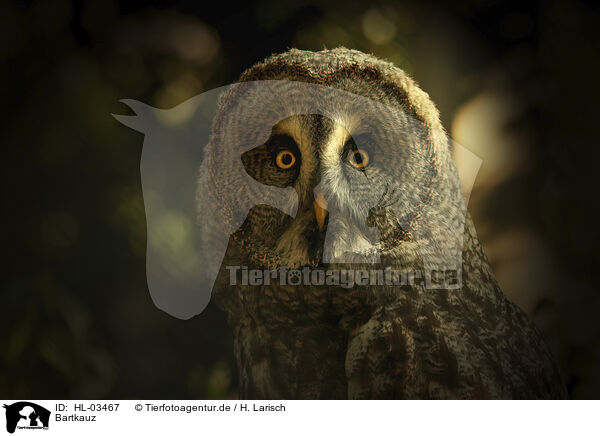 Bartkauz / great grey owl / HL-03467