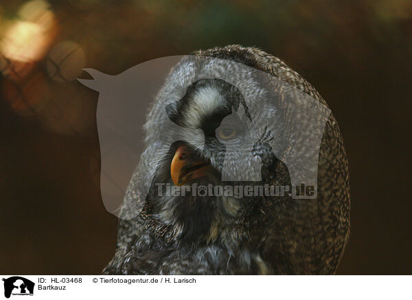 Bartkauz / great grey owl / HL-03468