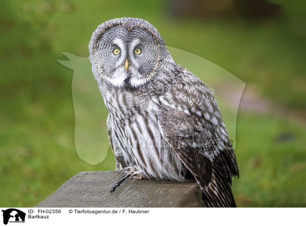 Bartkauz / great grey owl / FH-02356