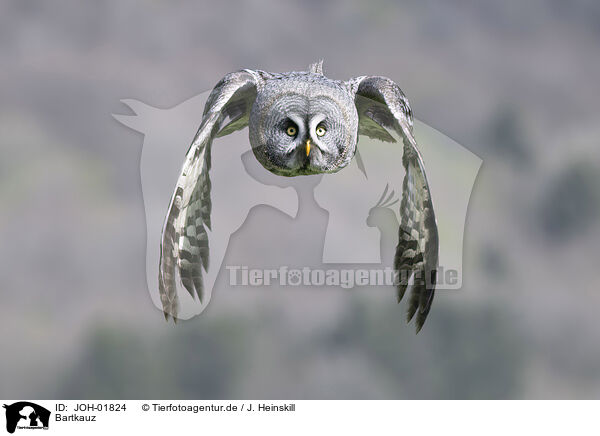 Bartkauz / great grey owl / JOH-01824