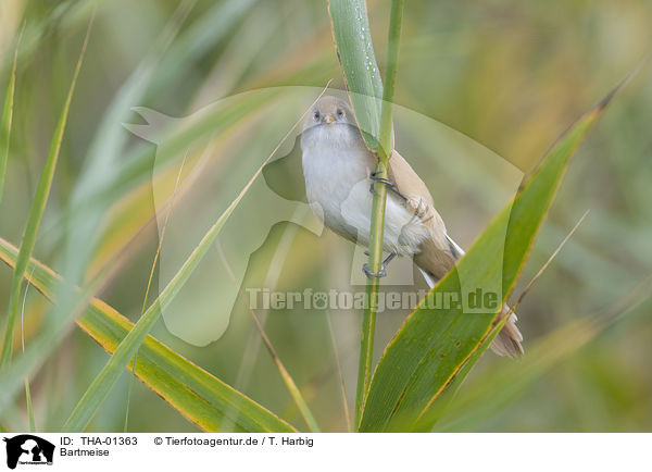 Bartmeise / bearded tit / THA-01363