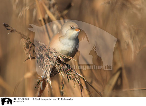 Bartmeise / bearded tit / FF-02370