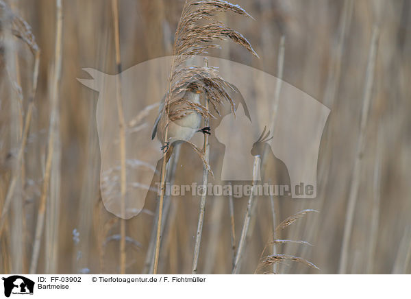 Bartmeise / bearded tit / FF-03902