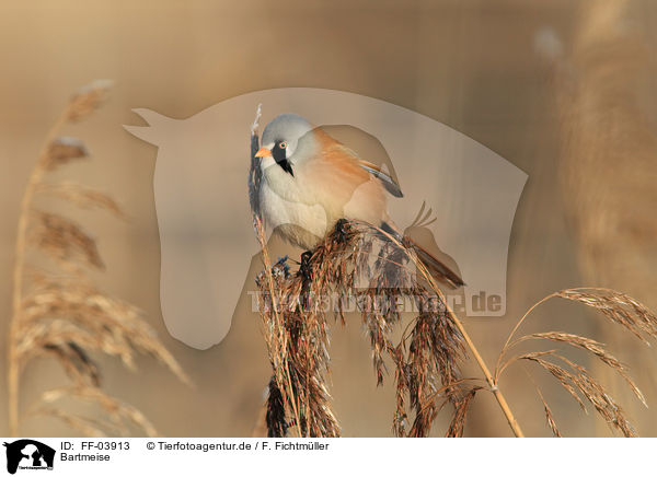 Bartmeise / bearded tit / FF-03913