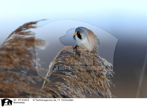Bartmeise / bearded tit / FF-03923