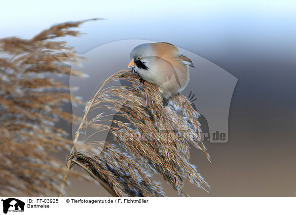 Bartmeise / bearded tit / FF-03925