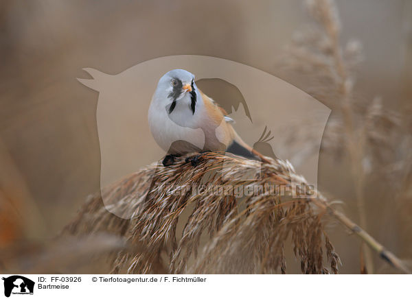 Bartmeise / bearded tit / FF-03926