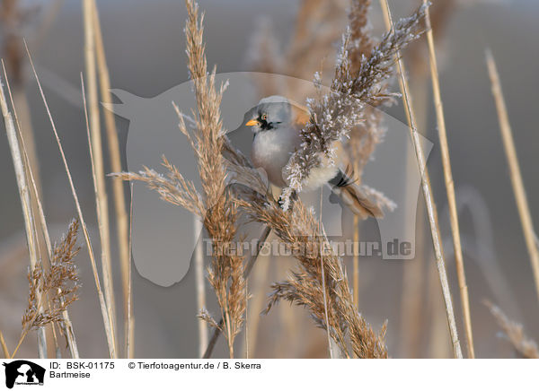 Bartmeise / bearded tit / BSK-01175