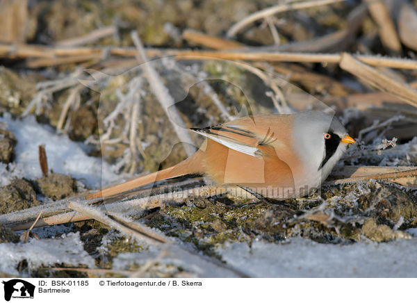 Bartmeise / bearded tit / BSK-01185