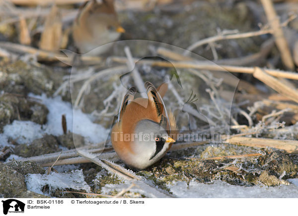 Bartmeise / bearded tit / BSK-01186