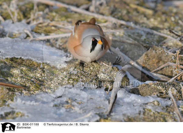 Bartmeise / bearded tit / BSK-01188