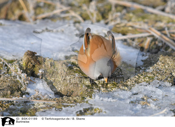 Bartmeise / bearded tit / BSK-01189