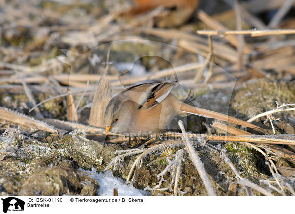 Bartmeise / bearded tit / BSK-01190