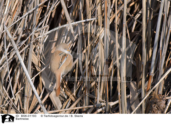 Bartmeise / bearded tit / BSK-01193