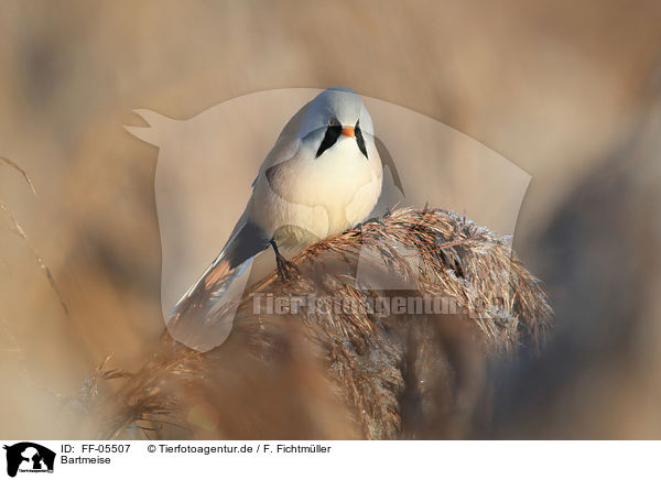 Bartmeise / bearded tit / FF-05507