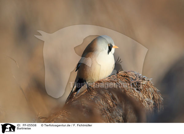 Bartmeise / bearded tit / FF-05508