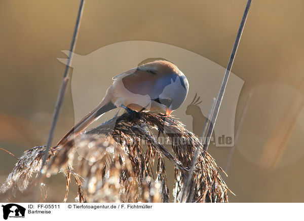 Bartmeise / bearded tit / FF-05511