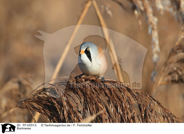 Bartmeise / bearded tit / FF-05513