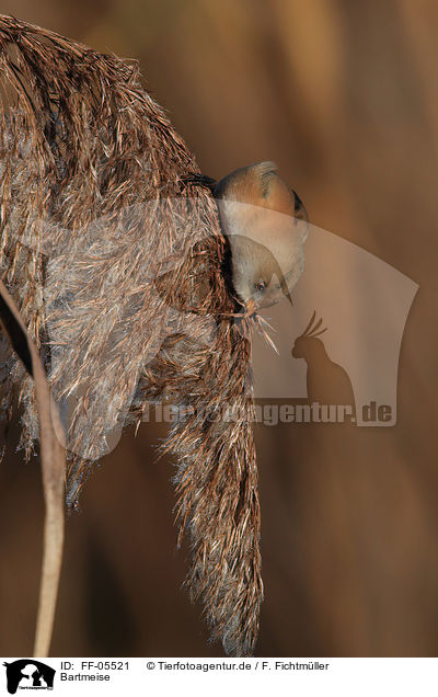 Bartmeise / bearded tit / FF-05521