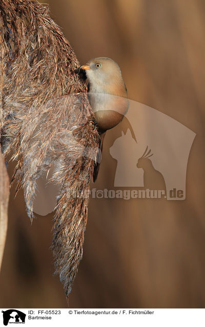 Bartmeise / bearded tit / FF-05523