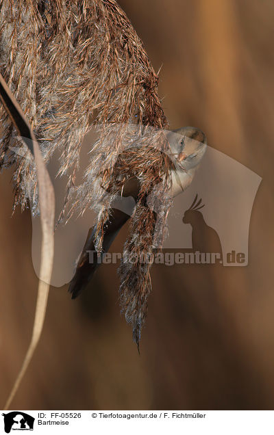 Bartmeise / bearded tit / FF-05526