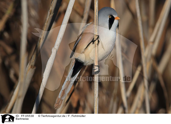 Bartmeise / bearded tit / FF-05538