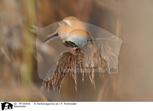 Bartmeise / bearded tit / FF-05545