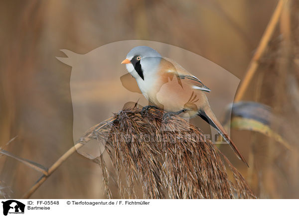 Bartmeise / bearded tit / FF-05548