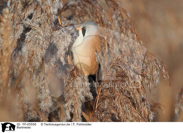 Bartmeise / bearded tit / FF-05556