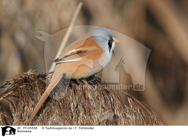 Bartmeise / bearded tit / FF-05558