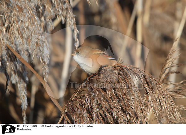 Bartmeise / bearded tit / FF-05560