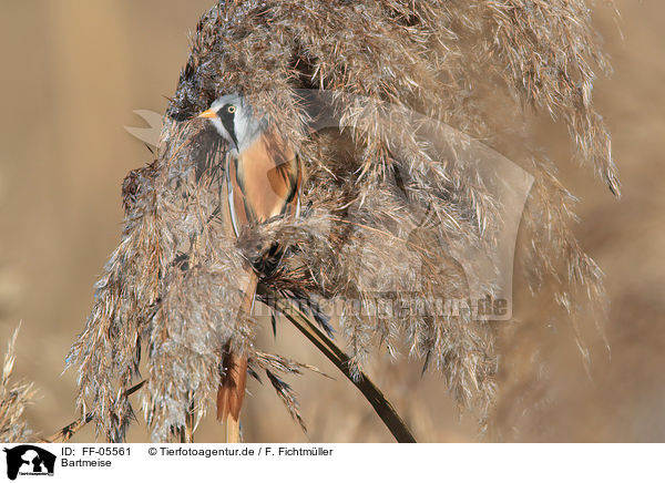 Bartmeise / bearded tit / FF-05561