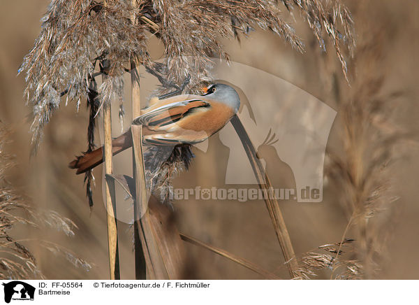Bartmeise / bearded tit / FF-05564