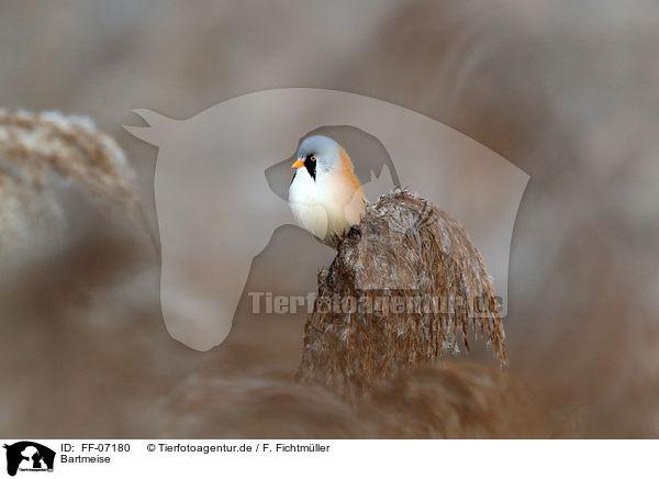 Bartmeise / bearded tit / FF-07180