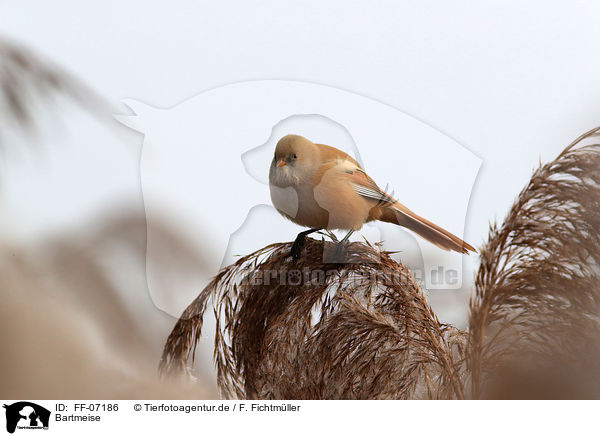 Bartmeise / bearded tit / FF-07186