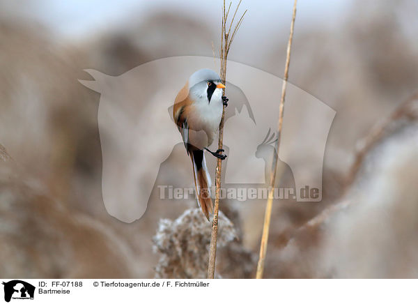 Bartmeise / bearded tit / FF-07188