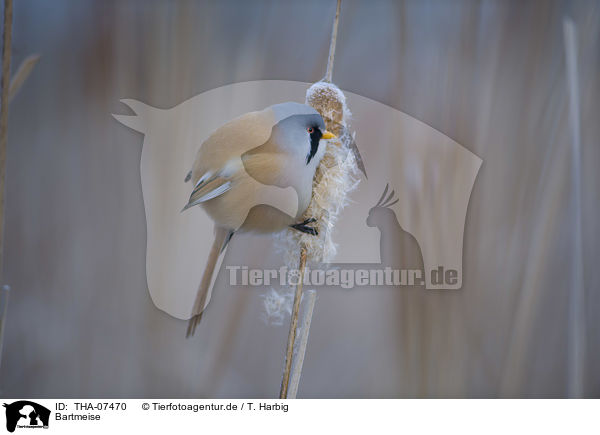 Bartmeise / bearded reedling / THA-07470