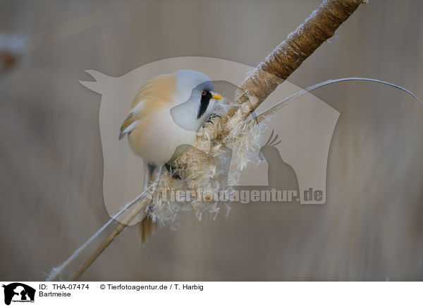 Bartmeise / bearded reedling / THA-07474