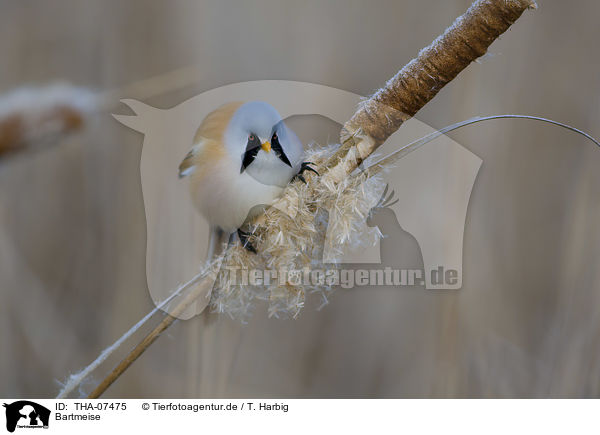 Bartmeise / bearded reedling / THA-07475
