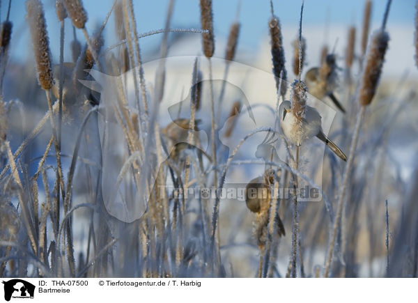 Bartmeise / bearded reedling / THA-07500