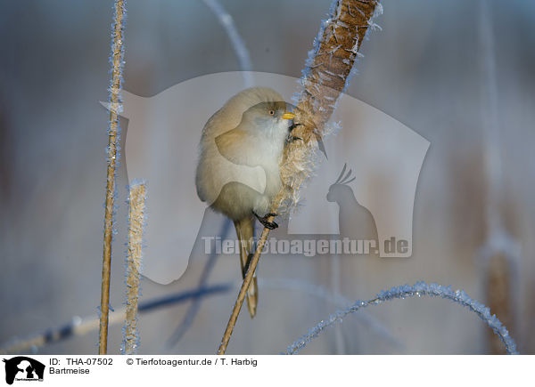 Bartmeise / bearded reedling / THA-07502