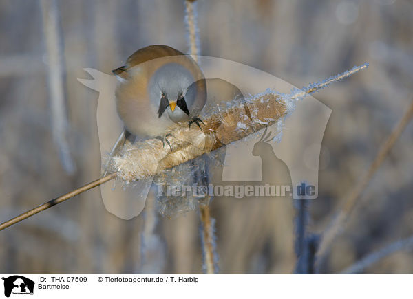 Bartmeise / bearded reedling / THA-07509