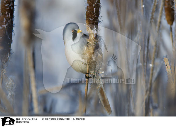 Bartmeise / bearded reedling / THA-07512