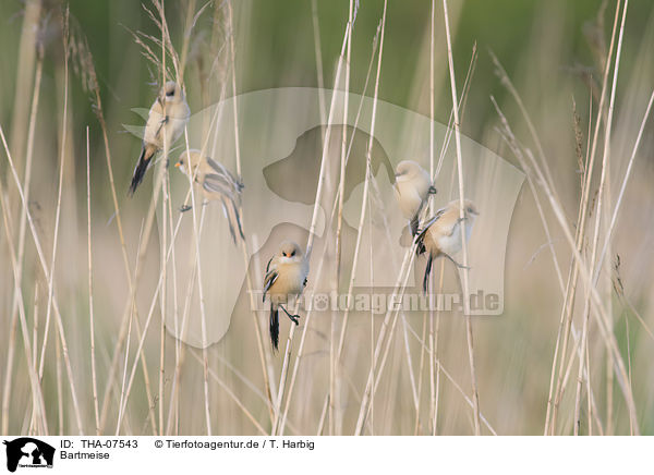 Bartmeise / bearded reedling / THA-07543