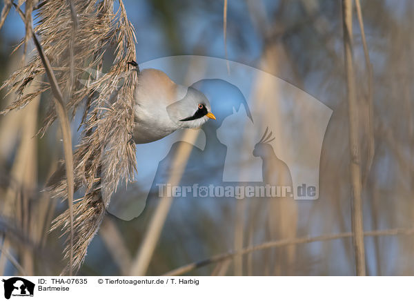 Bartmeise / bearded reedling / THA-07635