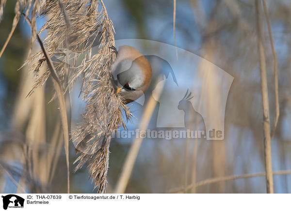 Bartmeise / bearded reedling / THA-07639