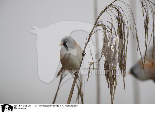 Bartmeise / Bearded Reedling / FF-09890